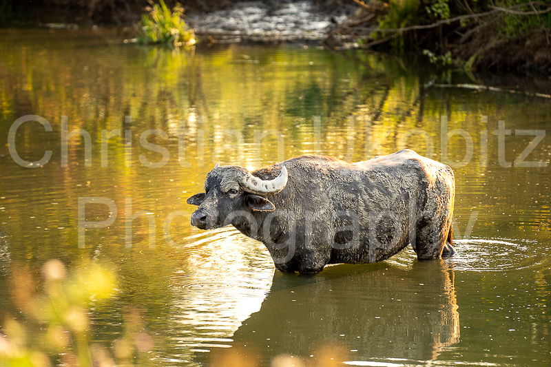 young water buffalo