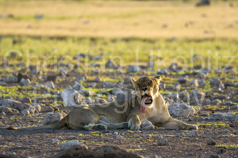 Tired Lioness