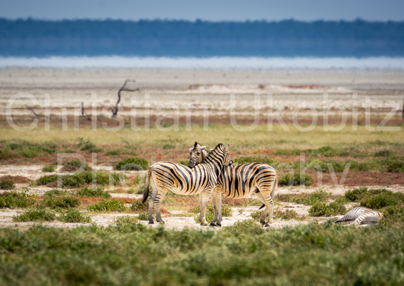 Zebras in Etosha Pan