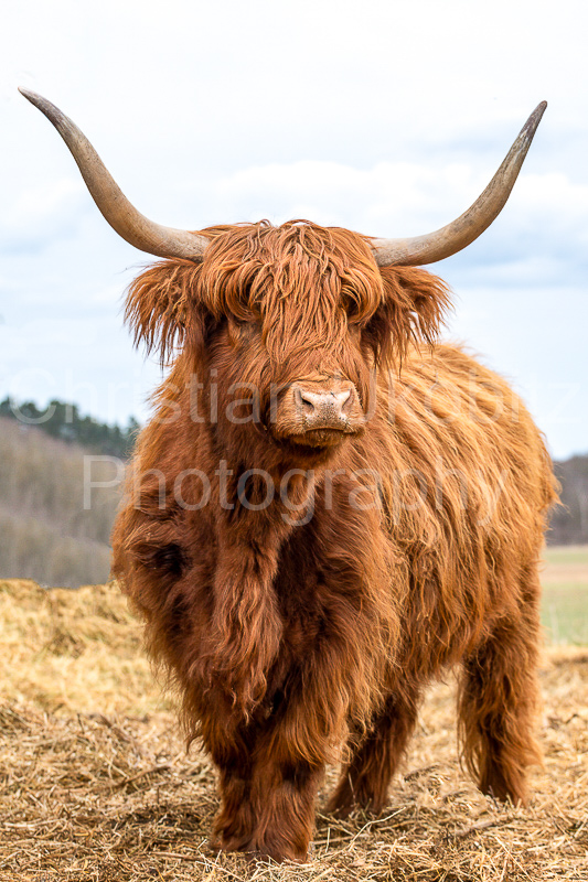 Leopold