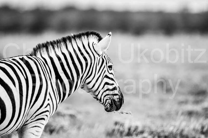 Zebra B/W