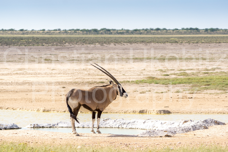 Oryx in Etosha Pan