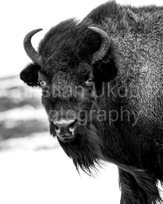 Bison in Winter II