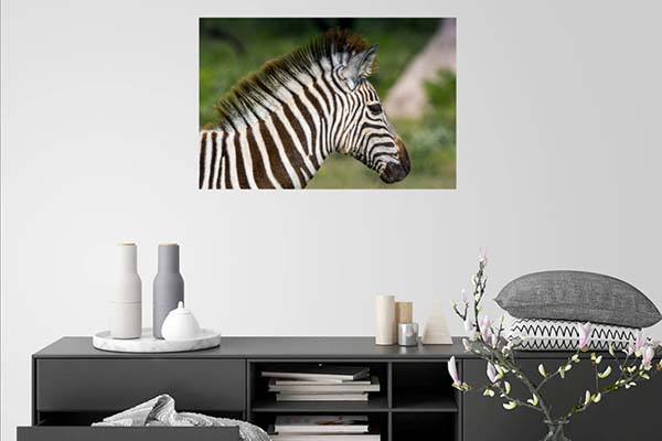 Mountain Zebra