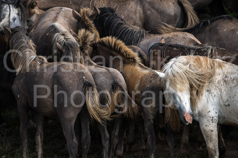 Wildhorse Flock