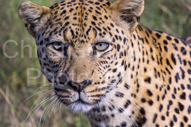 Leopard #2