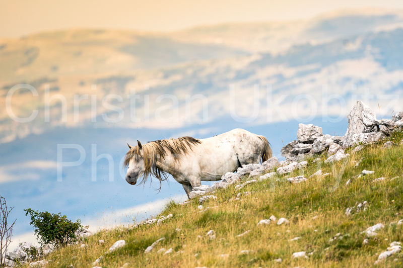 Wild mare at the ridge