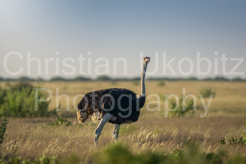 Ostrich in Etosha
