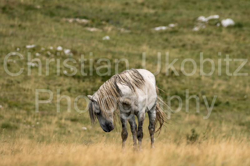 Wild horse mare
