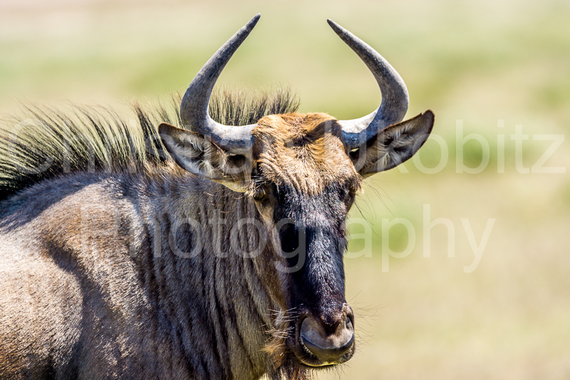 Wildebeast