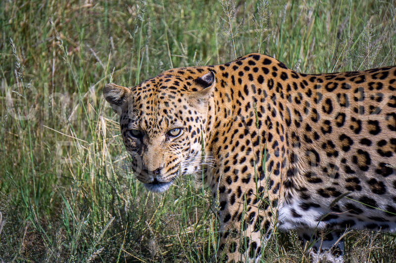 Leopard #1