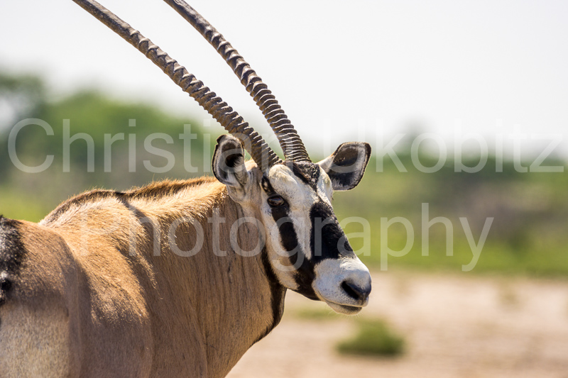 Oryx