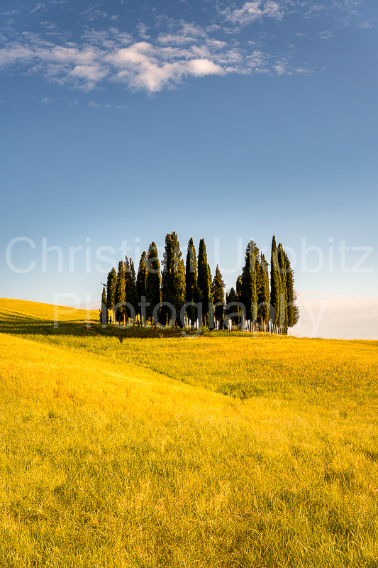 Pinien San Quirico d'Orcia