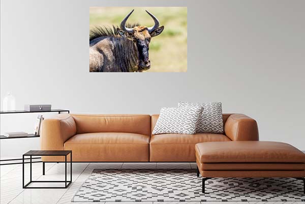 Wildebeast