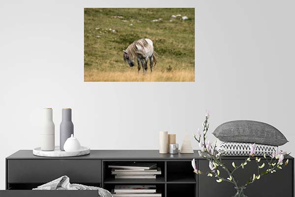 Wild horse mare