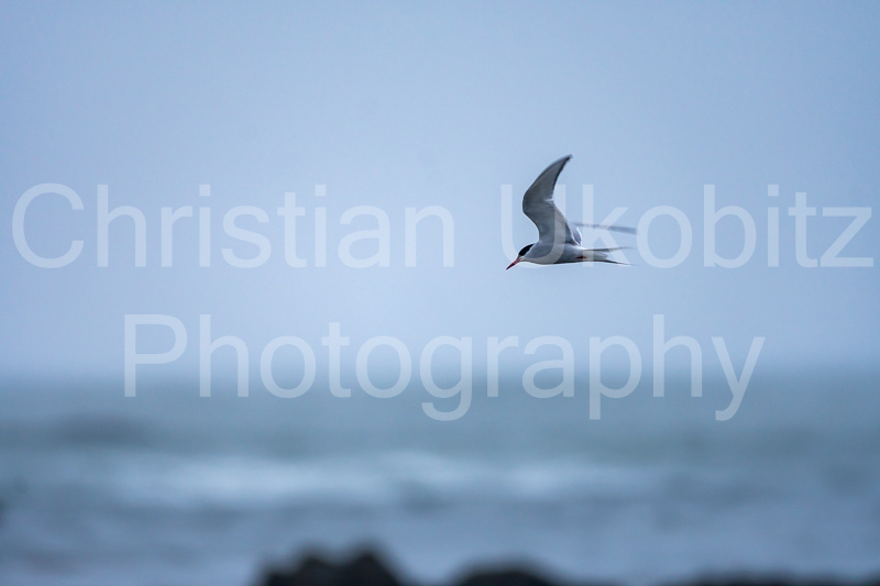 arctic bird