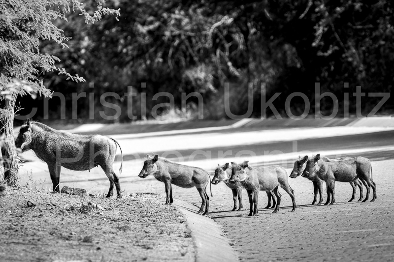 Wild pigs