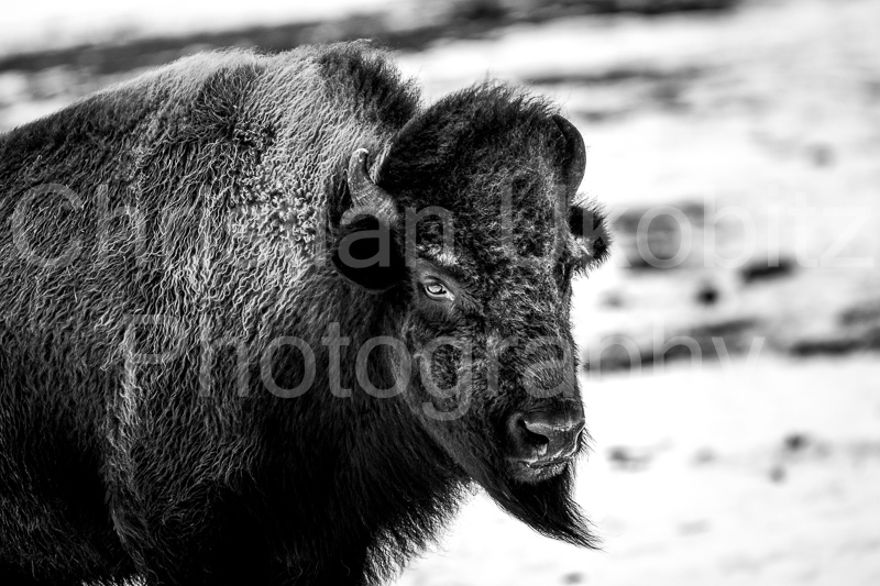 Bison in Winter I