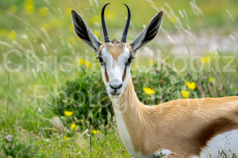 Springbok