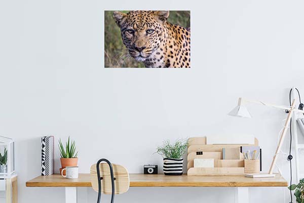 Leopard #2