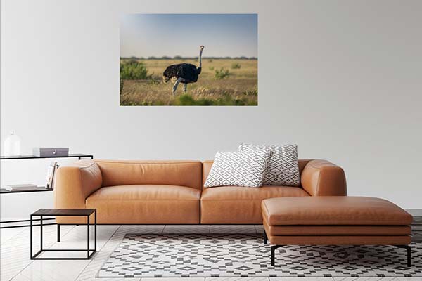 Ostrich in Etosha