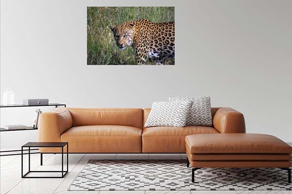 Leopard #1