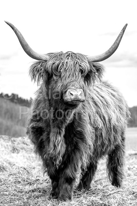 Leopold B&W
