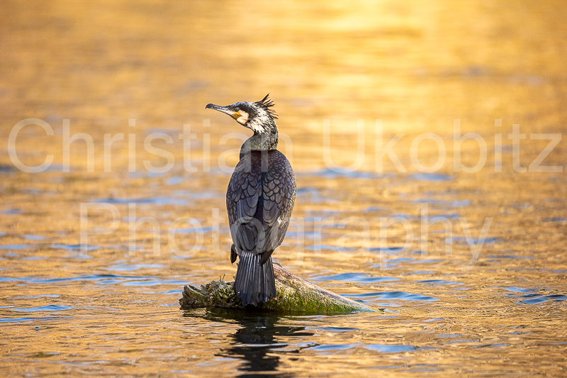 Kormoran