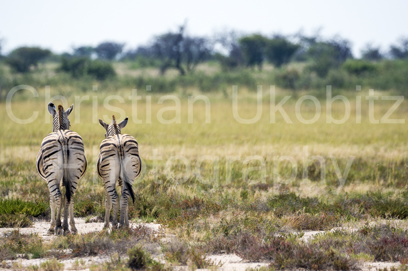 Zebras talk