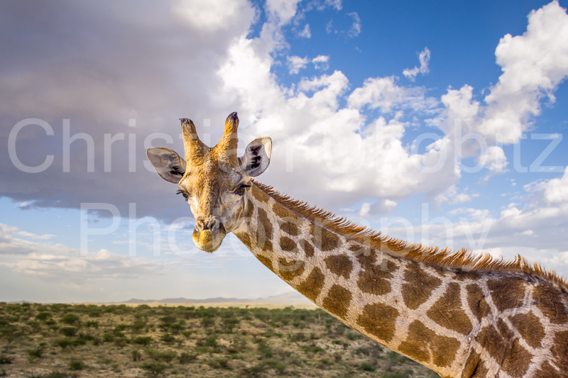Giraffe Giselle