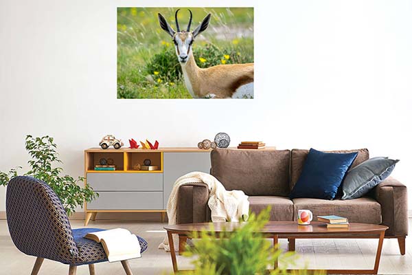 Springbok