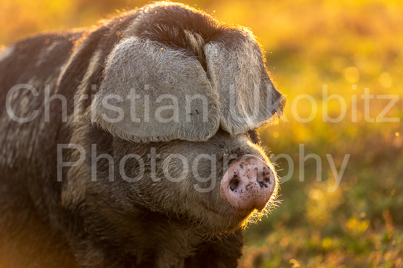 the pig