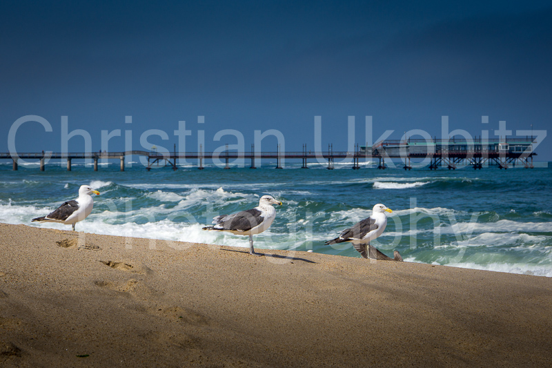 Swakopmund Jetti with Seagulls