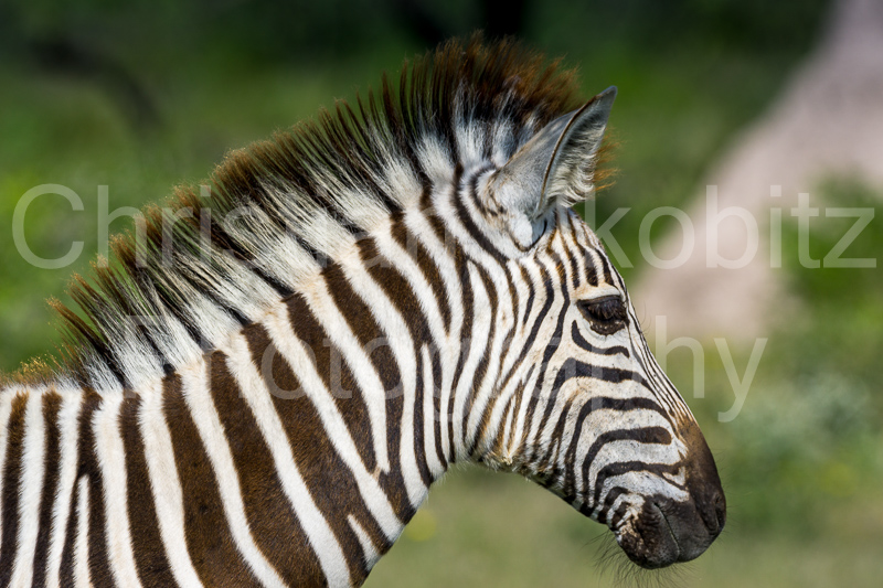 Mountain Zebra
