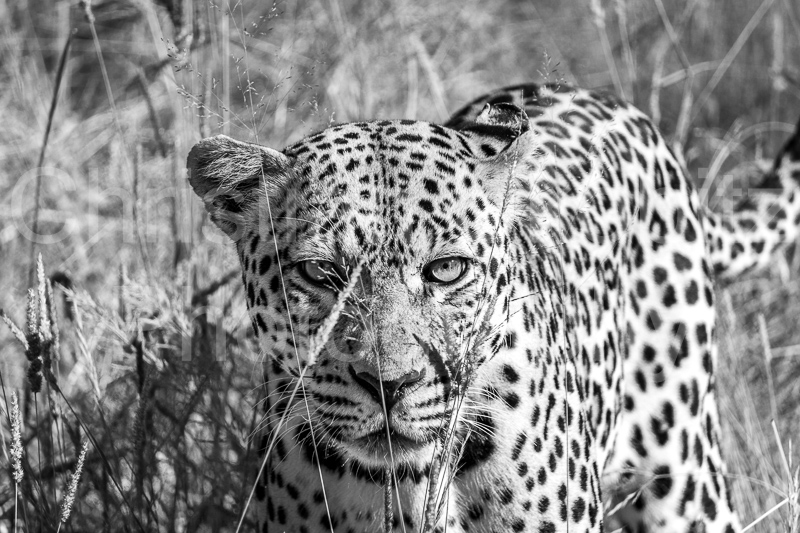 Leopard B/W