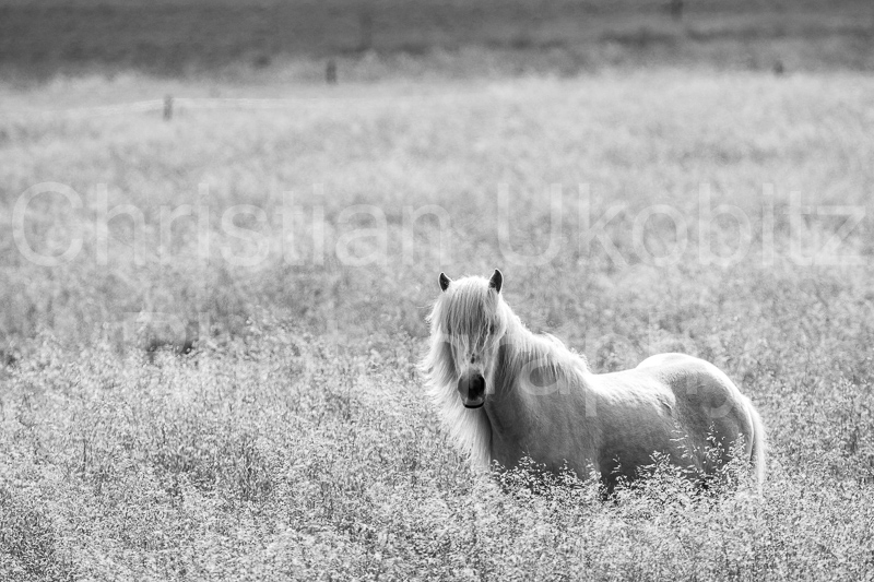 princess b/w