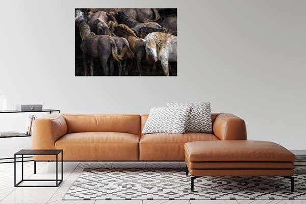 Wildhorse Flock