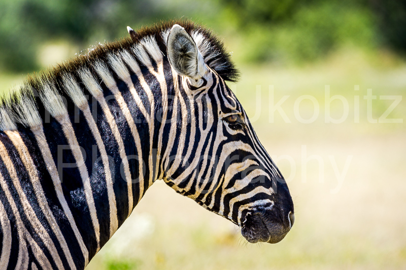 Zebra